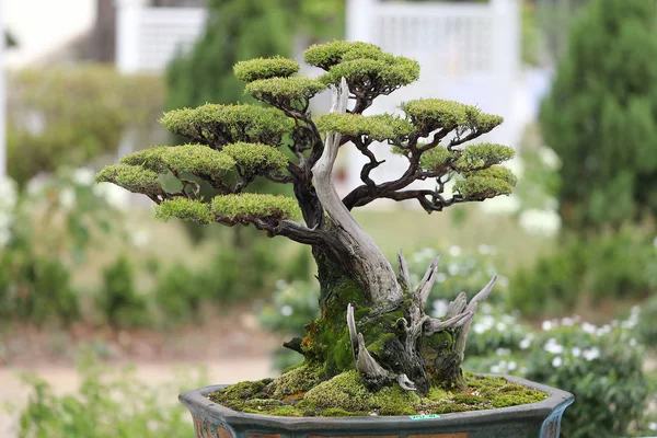Bonsai ağacı açık gün ışığı 
