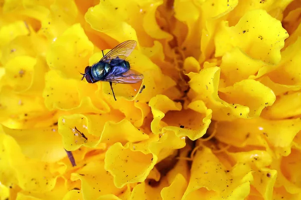 Fly Casa Luz Dia Exterior Flor Amarela — Fotografia de Stock