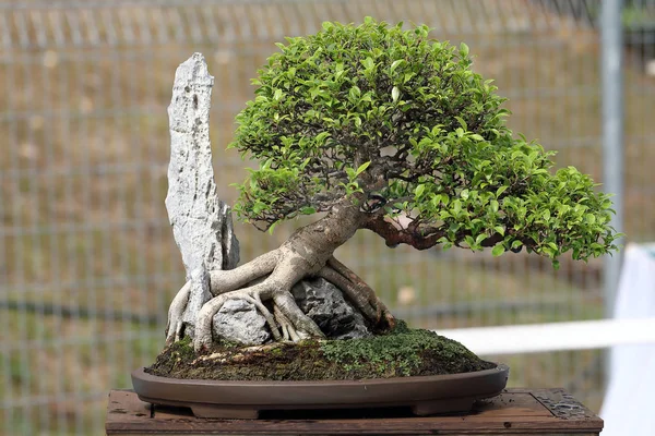Bonsai ağacı açık gün ışığı 