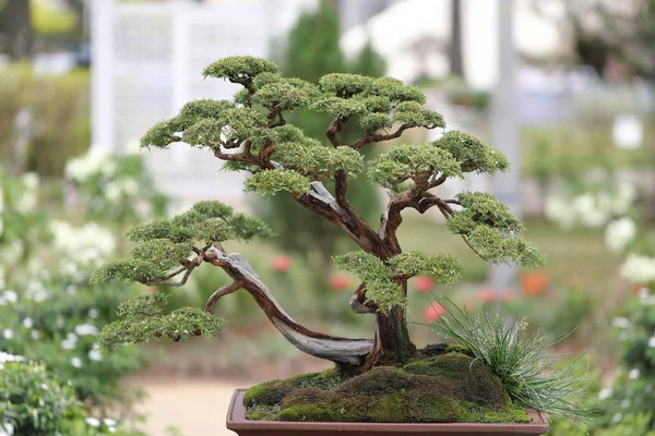 Bonsai Drzewo Zewnątrz Światło Dzienne — Zdjęcie stockowe