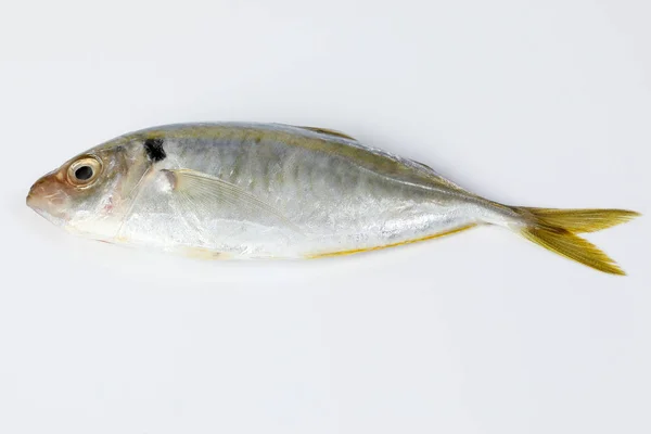 Rohe Frische Kleine Gelb Gestreifte Terval Gebänderte Schlanke Fische — Stockfoto