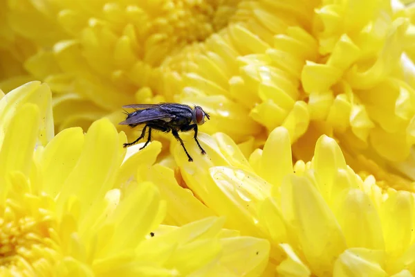 Σπίτι Μύγα Στο Κίτρινο Λουλούδι Εξωτερική Μέρα — Φωτογραφία Αρχείου