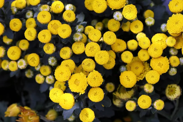 Botão Amarelo Ponta Flor Vista Fundo Livre Luz Dia — Fotografia de Stock