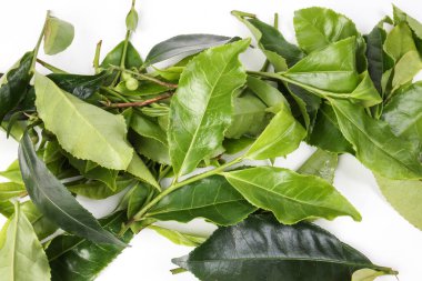 Taze yeşil çay yaprağının farklı türleri beyaz arka planda çiçek tomurcukları