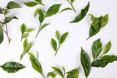 Beyaz arkaplan görünümlü taze yeşil çay yaprağı tomurcuğunun farklı türleri