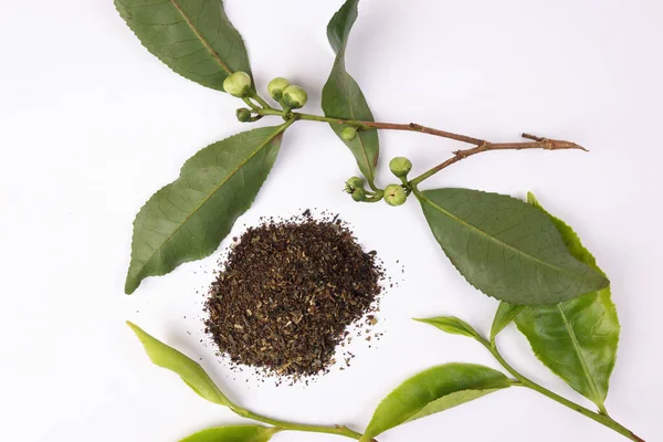 新鮮な生緑茶の葉の花芽黒茶の粉白の背景 — ストック写真