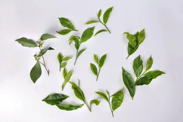 Different Types Fresh Raw Green Tea Leaf Flower Bud White — Stock Photo, Image