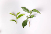 különböző típusú friss nyers zöld tea levél virág bimbó fehér háttér