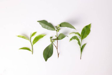 Beyaz arka planda taze taze yeşil çay yaprağı tomurcukları.