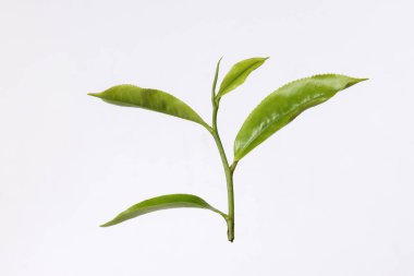 Beyaz arka planda taze çiğ yeşil çay yaprağı tomurcuğu