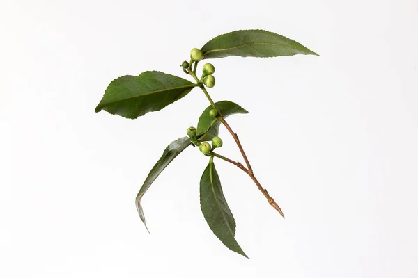 白を基調とした新緑の茶葉の花芽 — ストック写真