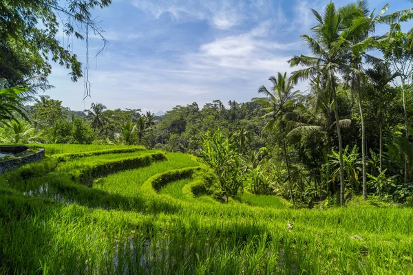 Cascade rizs teraszok Bali — Stock Fotó