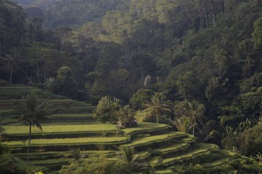 Yeşil cascade pirinç alan plantasyon. Bali, Endonezya