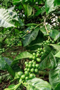 Kahve ağacı üzerinde yeşil kahve çekirdeği
