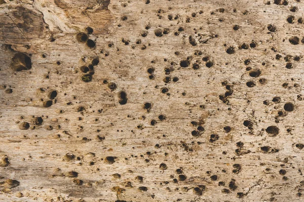 Old wood eaten by bark beetle background