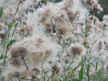 İlginç gri tüylü bir bitki.