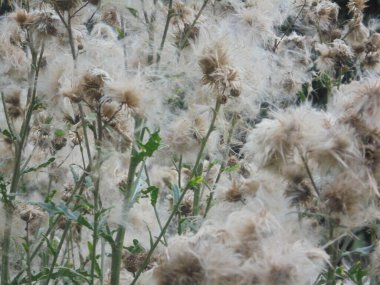 İlginç gri tüylü bir bitki.