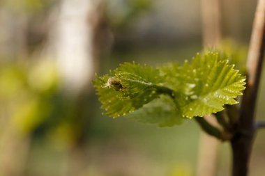 Genç ile asma yaprakları