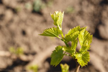 Genç ile asma yaprakları