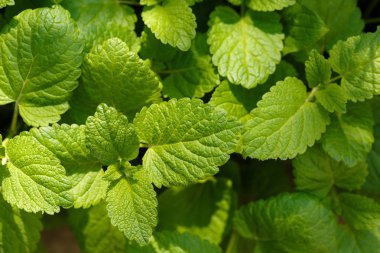 Genç yaprakların taze bir melissa erken bahar