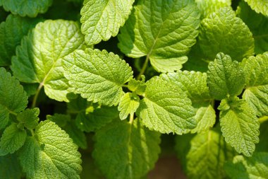 Genç yaprakların taze bir melissa erken bahar