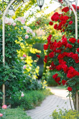 Çalılar tarafından parlak güneş yaktı kırmızı ya da kırmızı gül çiçekler, çit. Çiçekli zaman, doğal çiçek çit. Bahçe, bitkiler için peyzaj tasarımı