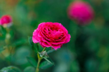 Pembe solgun gül yaz Bahçe veya park doğa arka plan üzerinde bush. Gül Bahçe, güneş ışığı ve bokeh ile açık