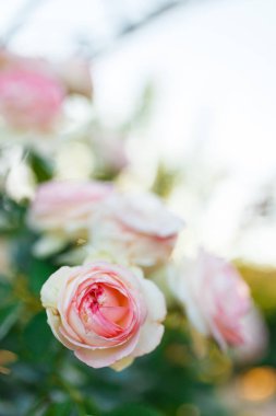 Pembe solgun gül yaz Bahçe veya park doğa arka plan üzerinde bush. Gül Bahçe, güneş ışığı ve bokeh ile açık