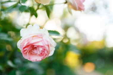 Pembe solgun gül yaz Bahçe veya park doğa arka plan üzerinde bush. Gül Bahçe, güneş ışığı ve bokeh ile açık