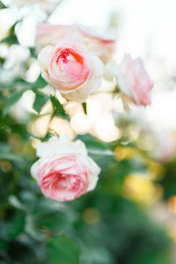Pembe solgun gül yaz Bahçe veya park doğa arka plan üzerinde bush. Gül Bahçe, güneş ışığı ve bokeh ile açık