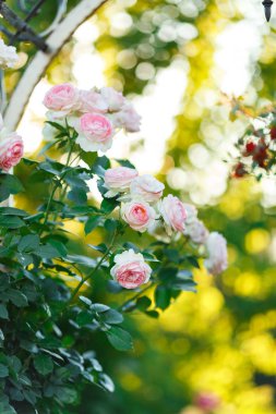 Pembe solgun gül yaz Bahçe veya park doğa arka plan üzerinde bush. Gül Bahçe, güneş ışığı ve bokeh ile açık