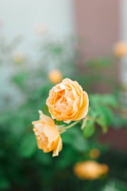 Yaz bahçe veya park doğa arka plan üzerinde sarı solgun gül bush. Gül Bahçe, güneş ışığı ve bokeh ile açık.