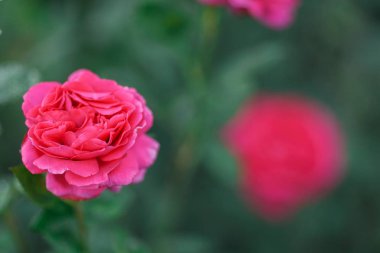Pembe solgun gül yaz Bahçe veya park doğa arka plan üzerinde bush. Gül Bahçe, güneş ışığı ve bokeh ile açık