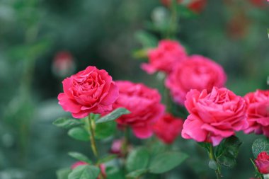 Pembe solgun gül yaz Bahçe veya park doğa arka plan üzerinde bush. Gül Bahçe, güneş ışığı ve bokeh ile açık