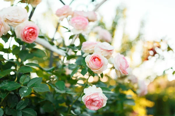 Rosa Rosas Pálidas Arbusto Sobre Jardim Verão Parque Natureza Fundo — Fotografia de Stock