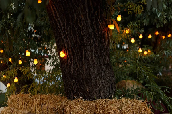 Lambalar, haystacks keten yastıklar ile süslenmiş Noel dışarıda