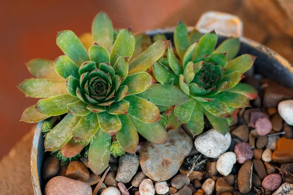 Hermosa planta suculenta en macetas — Foto de Stock