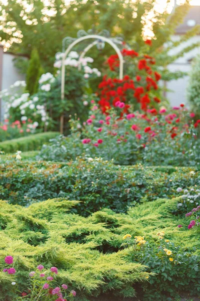 Tencere güzel etli bitki