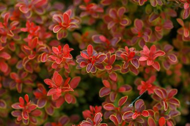 Berberis thunbergii altın Ruby. Latin Berberis thunbergii Coronita.