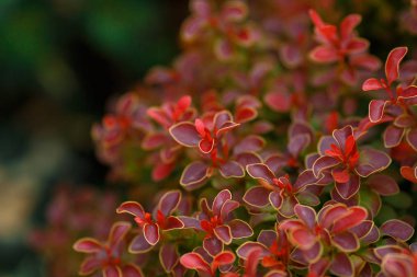 Berberis thunbergii altın Ruby. Latin Berberis thunbergii Coronita.