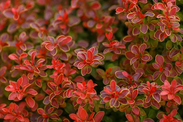 stock image Berberis thunbergii Golden Ruby. Latin Berberis thunbergii Coronita.