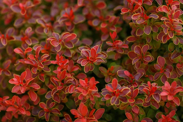 Berberis thunbergii altın Ruby. Latin Berberis thunbergii Coronita.