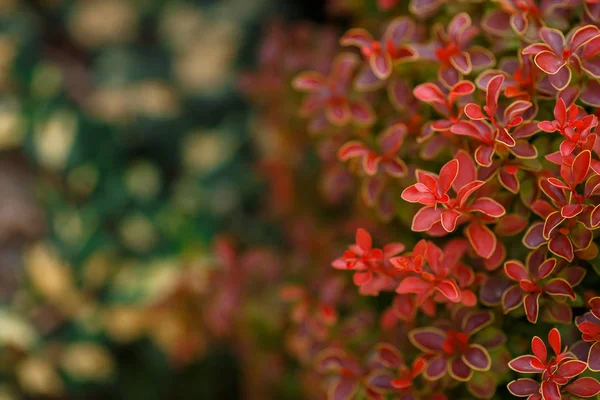 Berberis thunbergii altın Ruby. Latin Berberis thunbergii Coronita.