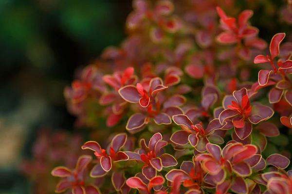 Berberis thunbergii altın Ruby. Latin Berberis thunbergii Coronita.