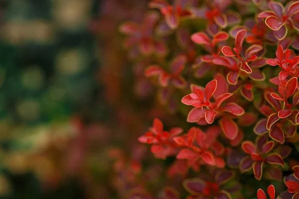 Berberis Thunbergii Rubi Dourado Latim Berberis Thunbergii Coronita — Fotografia de Stock