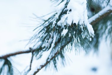 kar köknar dallarda yatıyor