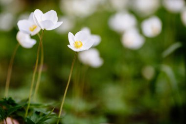 Bahar bahçesinde beyaz anemon çiçekleri ile Yeşil glade