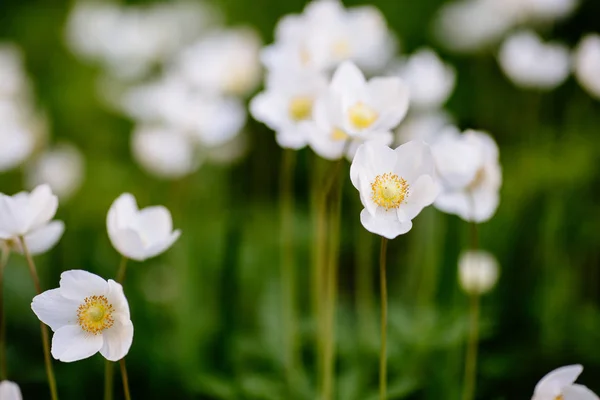 Зелена галявина з білими квітами анемони навесні в саду — стокове фото