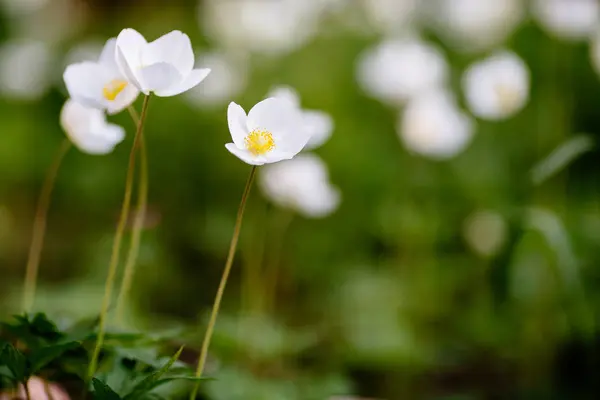 春の庭で白いアネモンの花と緑のグレード — ストック写真