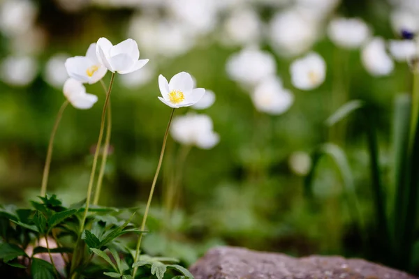 春の庭で白いアネモンの花と緑のグレード — ストック写真